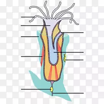 长尾布氏菌解剖有机体生物学-肌肉