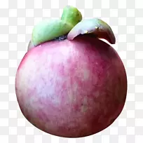 紫色山楂食品黄嘌呤-车前草