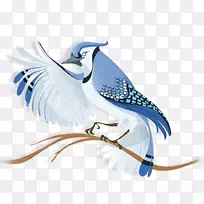 鸟巢多伦多蓝雀-鸟群