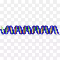 核酸双螺旋dna RNA剪贴画