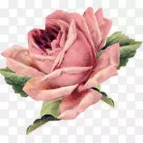 古典玫瑰：家居和花园的美丽品种，老式服装，枕头花-玫瑰。