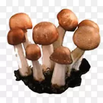 蘑菇保健疗法