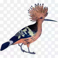 鸭嘴兽羽毛冠喙区系-粉红色鸟
