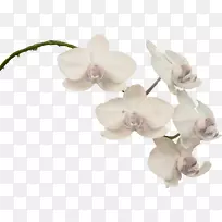 飞蛾兰花植物剪贴画兰花
