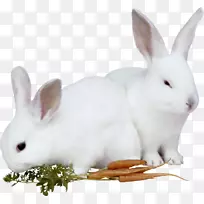 兔子复活节兔子动物兔子