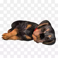 黑色和棕色的COONHDOE波兰猎犬，罗威犬，小狗-3D狗