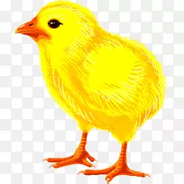 鸡画图-免费鸡