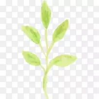 叶植物茎生物-叶水彩