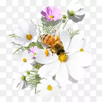 蜜蜂日间花晨问候