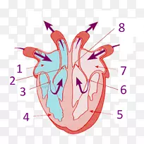 心脏解剖人体循环系统-人体心脏