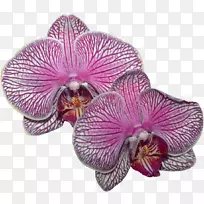 紫丁香紫红色飞蛾兰花