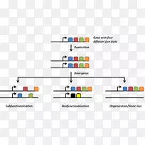 基因复制基因组基因冗余DNA复制进化