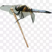 昆虫蜻蜓动物传粉者-龙蝇