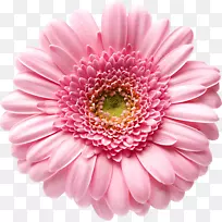 特兰士瓦雏菊图片彩色插花艺术-非洲菊