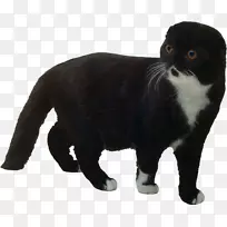 苏格兰褶皱猫美洲卷曲缅因州茧猫黑猫