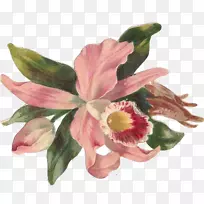 兰花剪贴画-花