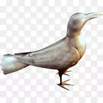 鸭水鸟水禽-波斯