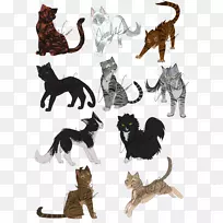 波斯猫，索马里猫小猫，土耳其面包车，土耳其安哥拉猫-小猫