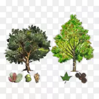 乔木植物常绿针叶树皮