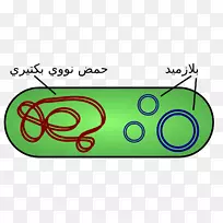 质粒DNA细菌克隆载体-阿拉伯语
