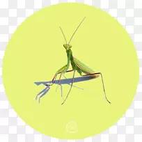 蝗虫害虫螳螂-祈祷