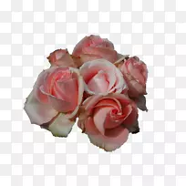 玫瑰花，玫瑰和平，杂交茶，玫瑰剪贴画-粉红色玫瑰