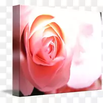 仙人掌玫瑰花园玫瑰蔷薇科画廊包装植物玫瑰莱斯利