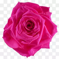 切花粉红色玫瑰保存-粉红色玫瑰
