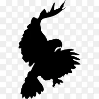鸟红尾鹰夹艺术-乌鸦