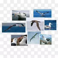 海鸟海鸥信天翁