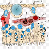 毛囊原虫梳状水母有机体门解剖