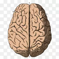 人脑神经元剪贴画轮廓