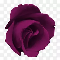 蓝色玫瑰花剪贴画-紫色花
