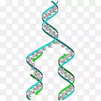 DNA复制生物学细胞腺嘌呤-dna
