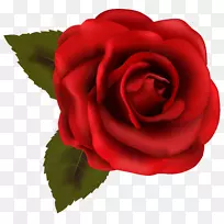 玫瑰画夹艺术-红玫瑰装饰