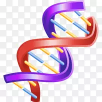 核酸双螺旋：DNA剪贴画结构发现的个人记述