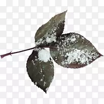 树木冬季剪贴画-霜冻