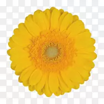 菊花普通剪贴画-非洲菊
