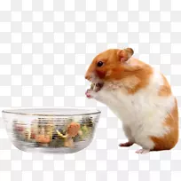 你的仓鼠吃食物-仓鼠