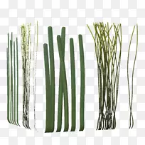 葱竹威尔士菜植物茎海藻