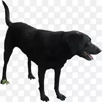 拉布拉多猎犬繁殖-黑胡椒