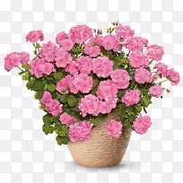 纯粉红色植物杜鹃花-天竺葵