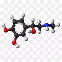 肾上腺素激素肾上腺球棒模型去甲肾上腺素-健美运动员