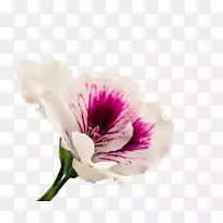 花鹤.喙天竺葵.天竺葵