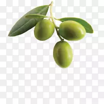 橄榄油地中海菜橄榄枝剪贴画-橄榄叶