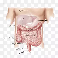大肠、小肠、结直肠手术、胃肠道、结直肠癌-骨