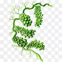 天然海藻中的总括Caulerparacemosa植物Caulerpa扁豆艺术形式