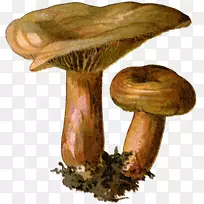 食用菌植物学图解-蘑菇