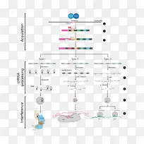 CRISPR Cas9基因组编辑dna RNA-阶段