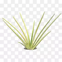 黄芩属植物茄茎-热带叶